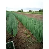 Seminte ceapa verde Rhea F1