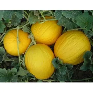 Seminte pepene galben Bimbo F1