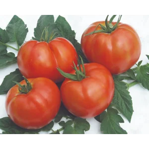Seminte tomate Rila F1