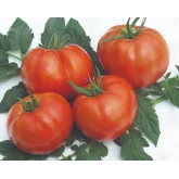 Seminte tomate Rila F1