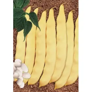 Seminte fasole oloaga lata Romax