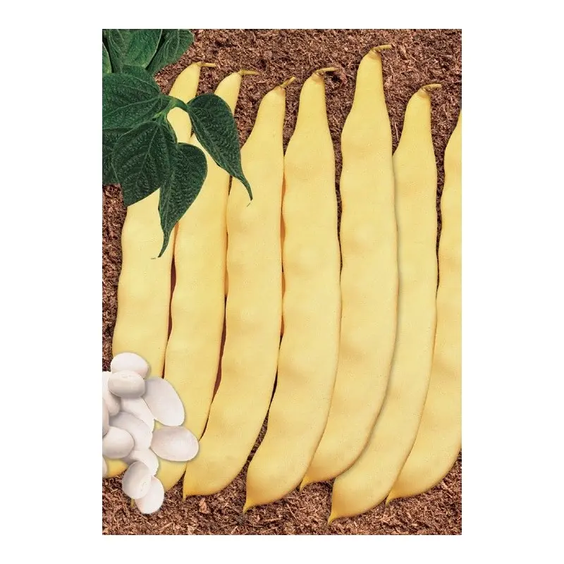 Seminte fasole oloaga lata Romax