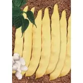 Seminte fasole oloaga lata Romax