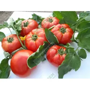 Seminte tomate Kalina F1