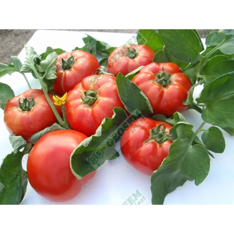 Seminte tomate Kalina F1