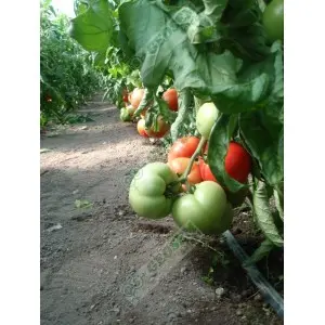 Seminte tomate Kalina F1 Seminte tomate Kalina F1
