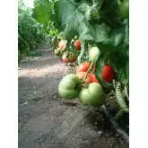 Seminte tomate Kalina F1