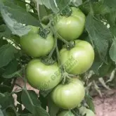 Seminte tomate Prekos F1