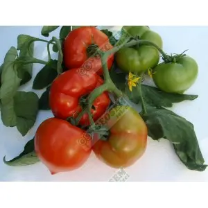 Seminte tomate Prekos F1