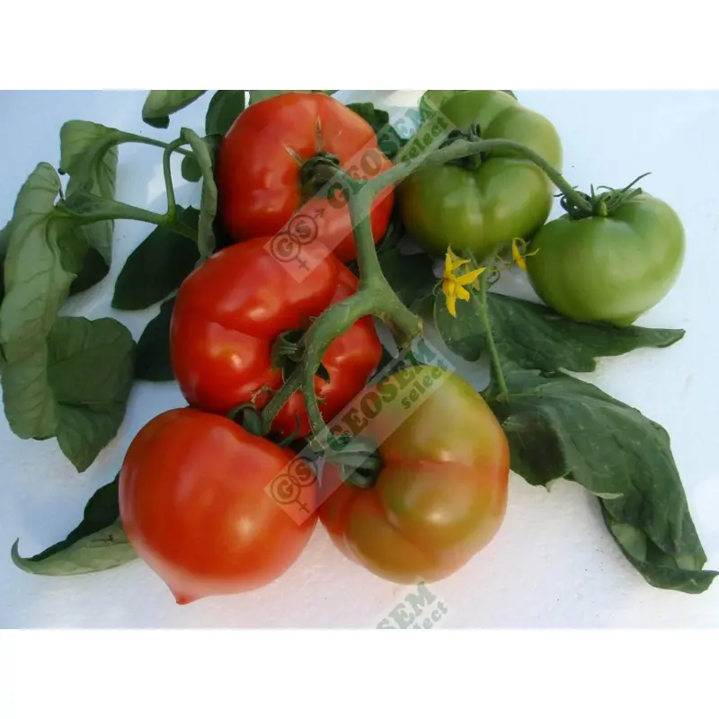 Seminte tomate Prekos F1