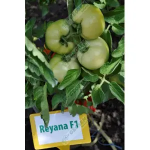 Seminte tomate Reyana F1