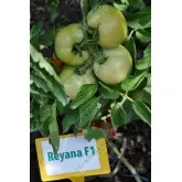 Seminte tomate Reyana F1