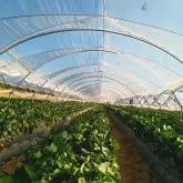 Folie solar Politiv PolyDiamond E2351 difuza, 150 microni
