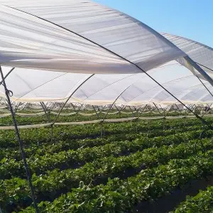 Folie solar Politiv PolyEco E2358 difuza, 150 microni