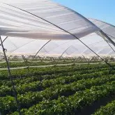 Folie solar Politiv PolyEco E2358 difuza, 150 microni