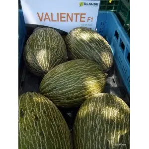 Seminte pepene galben Valiente F1