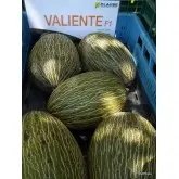 Seminte pepene galben Valiente F1