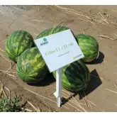 Seminte pepene verde Celine F1
