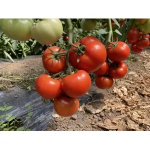 Seminte tomate Canova F1