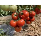 Seminte tomate Canova F1