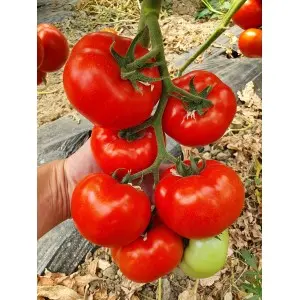 Seminte tomate Canova F1
