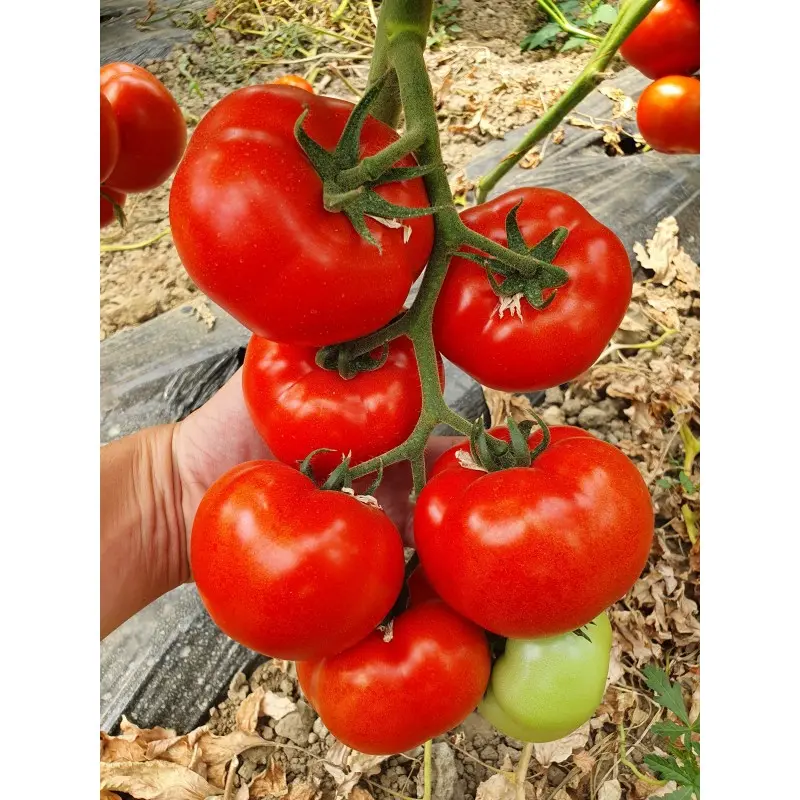 Seminte tomate Canova F1