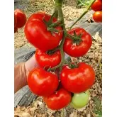 Seminte tomate Canova F1