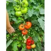 Seminte tomate Canova F1