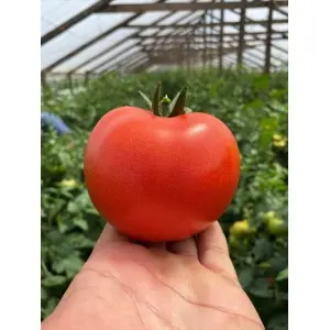 Seminte tomate Canova F1