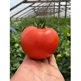 Seminte tomate Canova F1