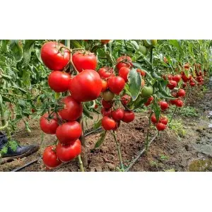Seminte tomate Dominet F1