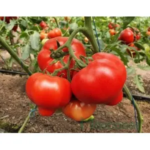 Seminte tomate Dominet F1