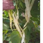 Seminte fasole verde urcatoare lata Tuba