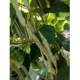 Seminte fasole verde urcatoare lata Tuba