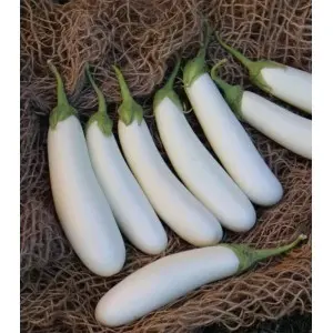 Seminte vinete Miro F1
