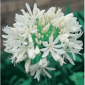 Bulbi agapanthus Albus, 1 bulb