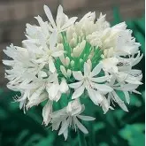 Bulbi agapanthus Albus, 1 bulb