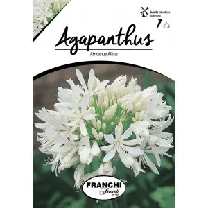 Bulbi agapanthus Albus, 1 bulb