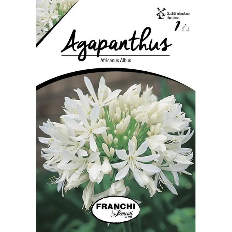 Bulbi agapanthus Albus, 1 bulb