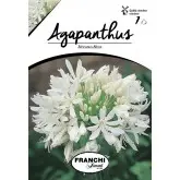 Bulbi agapanthus Albus, 1 bulb