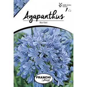 Bulbi agapanthus Blue Giant, 1 bulb