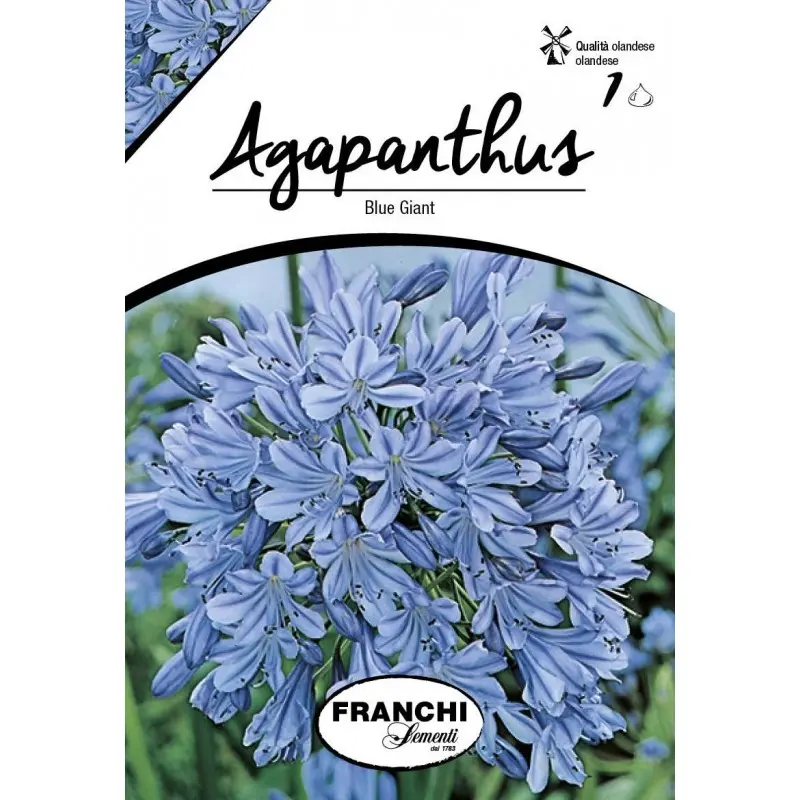 Bulbi agapanthus Blue Giant, 1 bulb