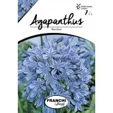 Bulbi agapanthus Blue Giant, 1 bulb