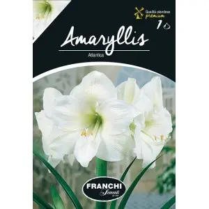 Bulbi amaryllis Atlantica, 1 bulb
