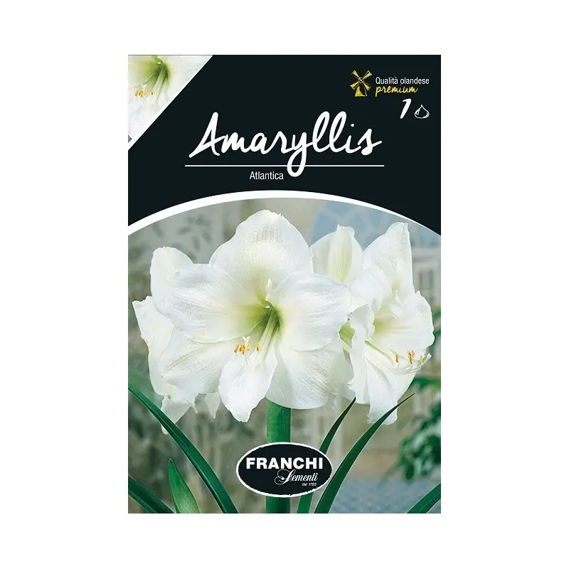 Bulbi amaryllis Atlantica, 1 bulb
