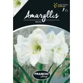 Bulbi amaryllis Atlantica, 1 bulb