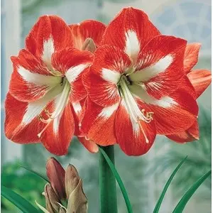 Bulbi amaryllis Minerva, 1 bulb
