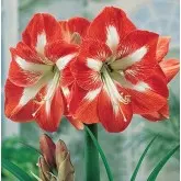 Bulbi amaryllis Minerva, 1 bulb