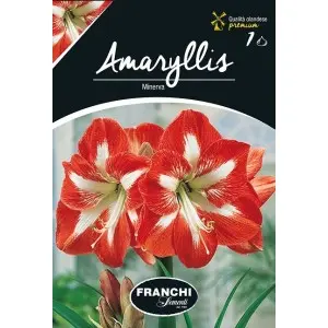 Bulbi amaryllis Minerva, 1 bulb