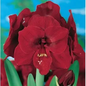 Bulbi amaryllis Red Lion, 1 bulb